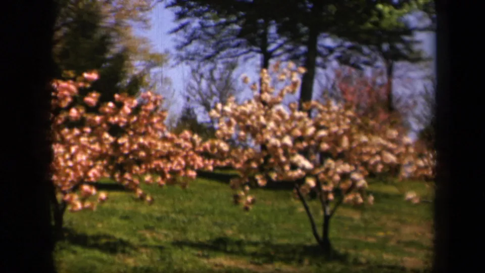 1943 Skyline Drive view of pink and white blossoms standing out against green grass and taller park trees beyond.