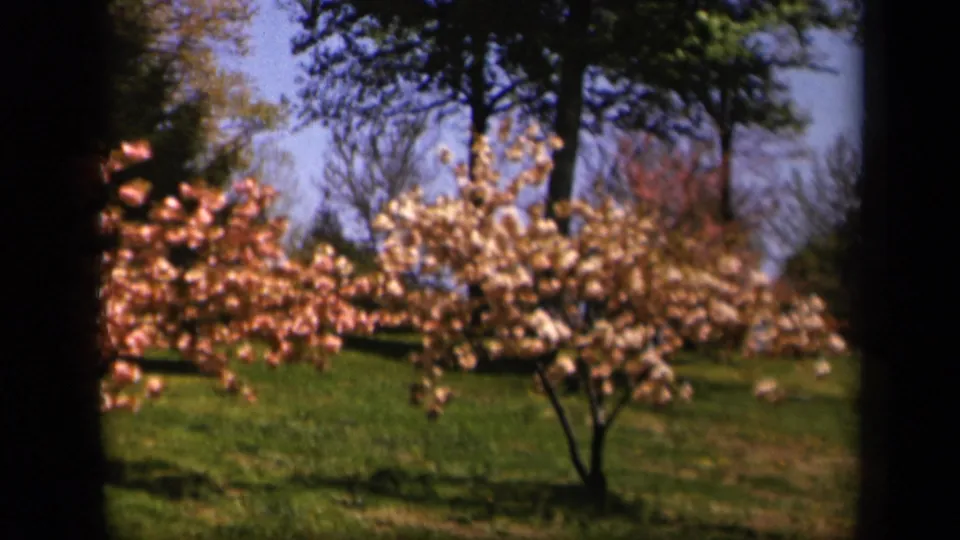 Soft 8mm frame from Skyline Drive showing flowering ornamental trees, open grass, and mature trees in the distance.