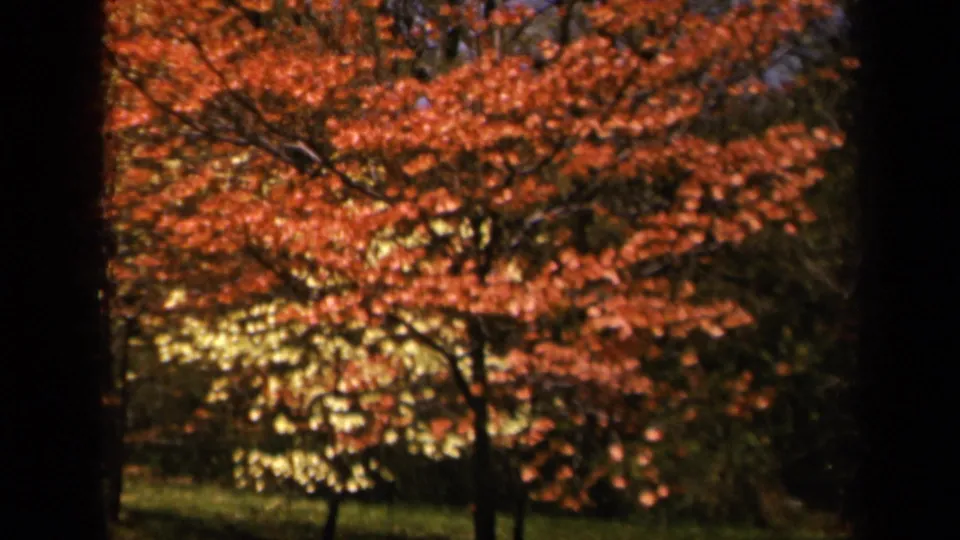 1943 Skyline Drive home-movie frame focused on orange-red foliage with grass and shadowed trees behind it.