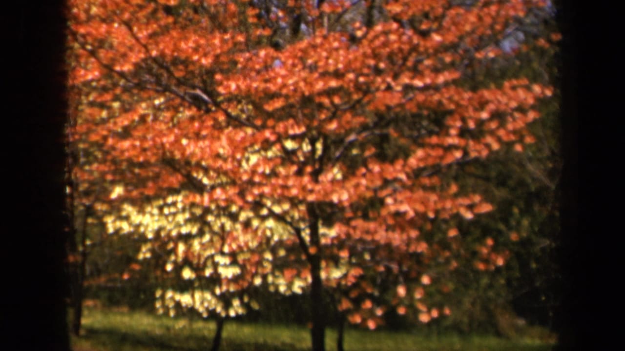 1943 8mm home-movie frame from Skyline Drive showing orange fall foliage above a sunlit green lawn.