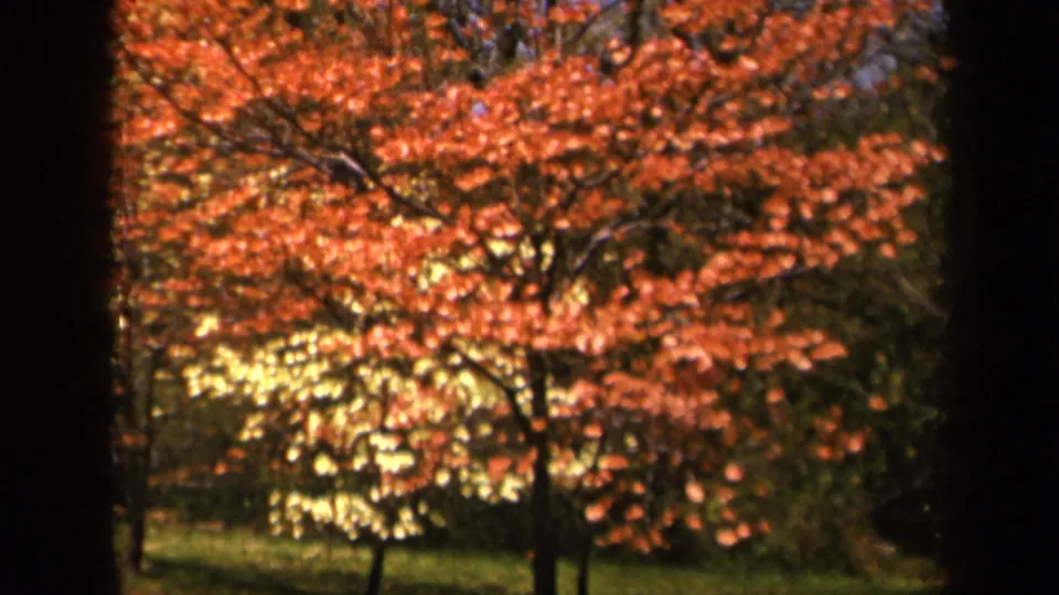Skyline Drive home-movie view of dense fall foliage, tree trunks, and green lawn in warm 8mm color.