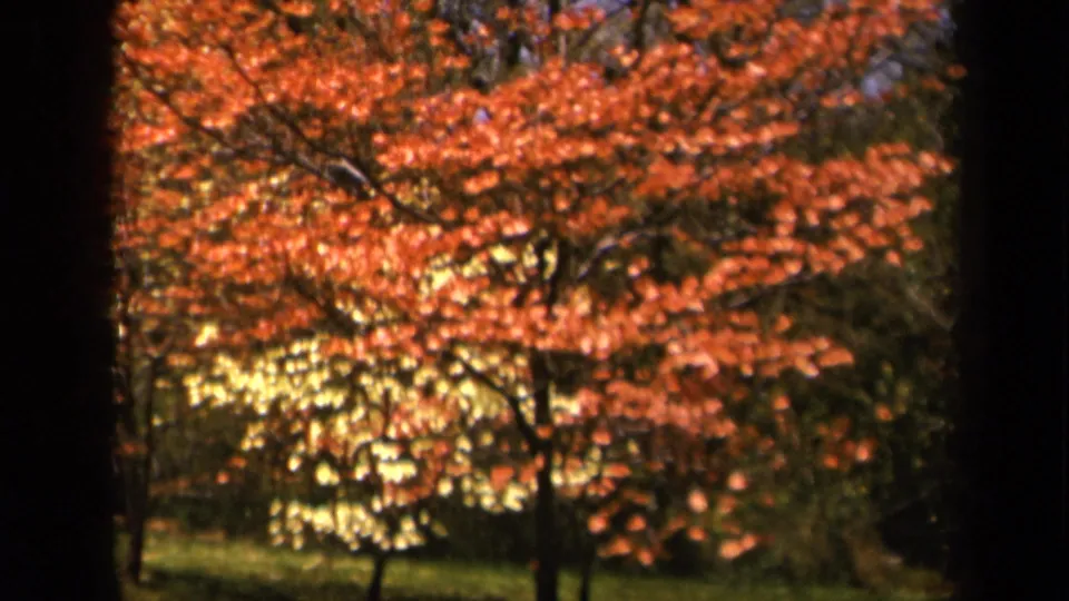1943 Skyline Drive frame showing orange autumn leaves, a pale yellow tree, and shaded grass in vintage 8mm texture.