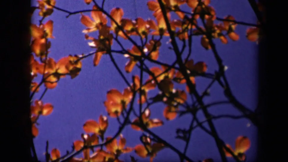 The final frame shifts upward to reddish autumn branches and small leaves set against a saturated blue sky.