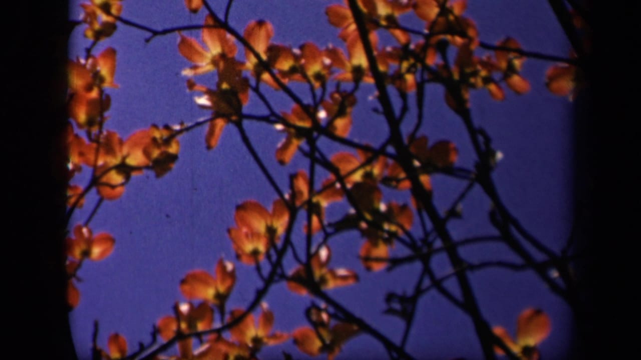 Dogwood blossoms and dark branches silhouetted against a deep blue sky.