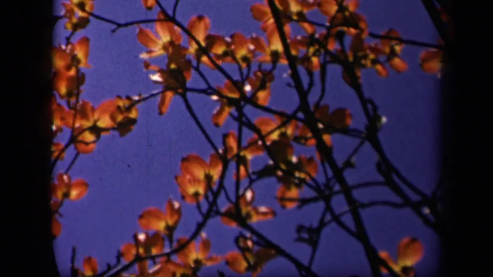 1943 Skyline Drive home-movie frame showing dogwood blossoms on dark branches against a saturated blue sky.