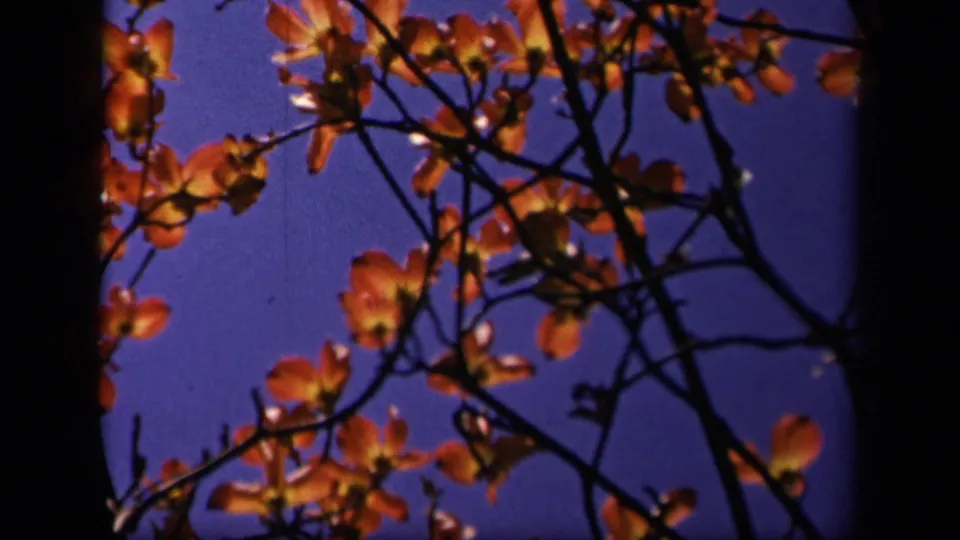 Skyline Drive 8mm frame with a dark central trunk and dogwood flowers moving across the blue sky.