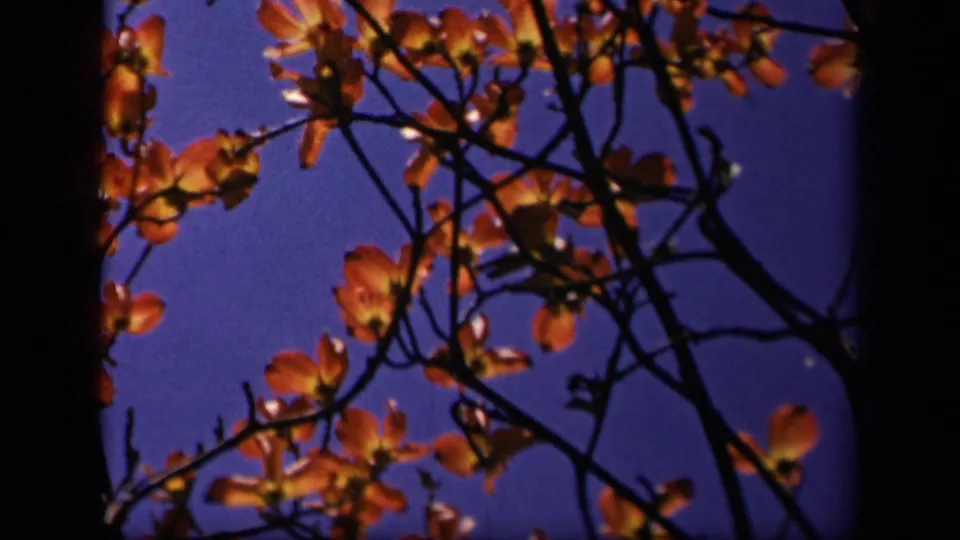 1943 home-movie view of dogwood blossoms and silhouetted branches, with a dark trunk set against blue sky.