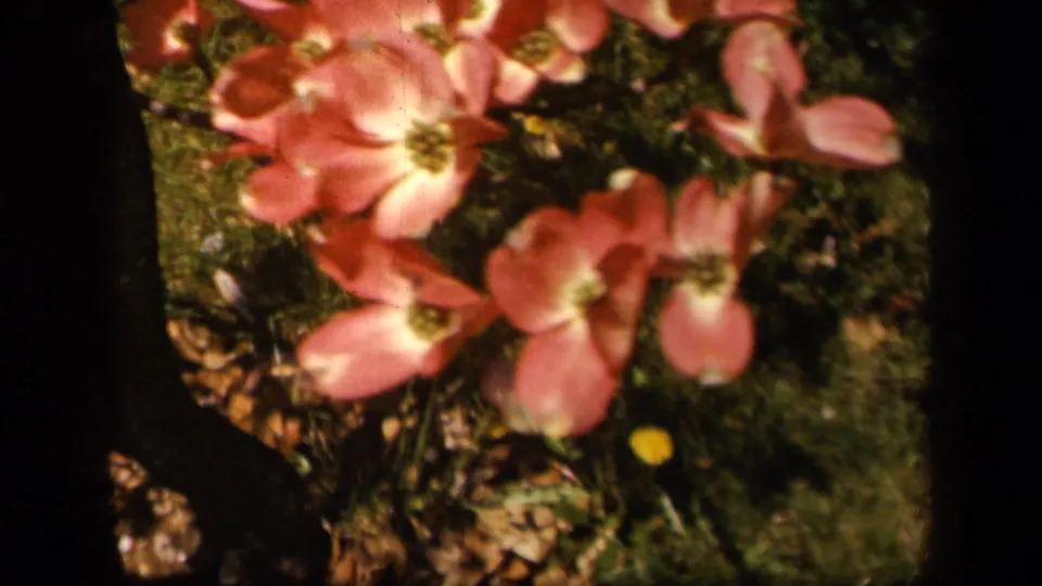 Close 8mm frame from Skyline Drive showing pink dogwood flowers near grass, with soft focus and warm exposure.