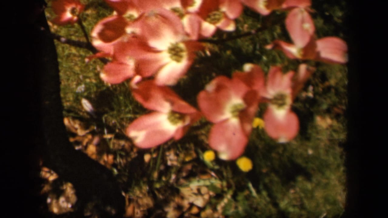 Pink dogwood flowers and green foliage within a dark 8mm frame border.