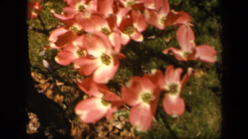 A close view of pink dogwood flowers and leaves appears in warm 1943 Skyline Drive home-movie footage.