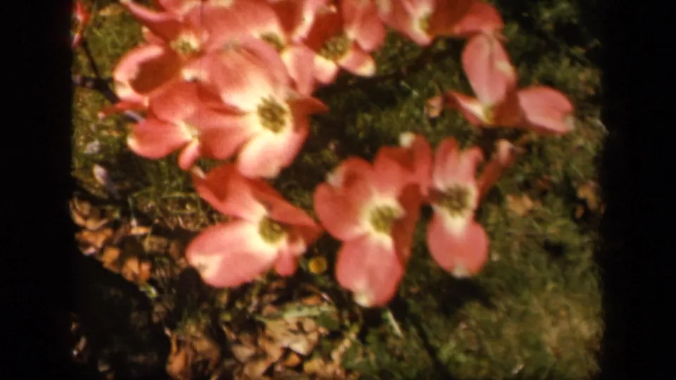 Soft-focused pink dogwood blossoms move across a leafy background in 1943 Skyline Drive 8mm footage.