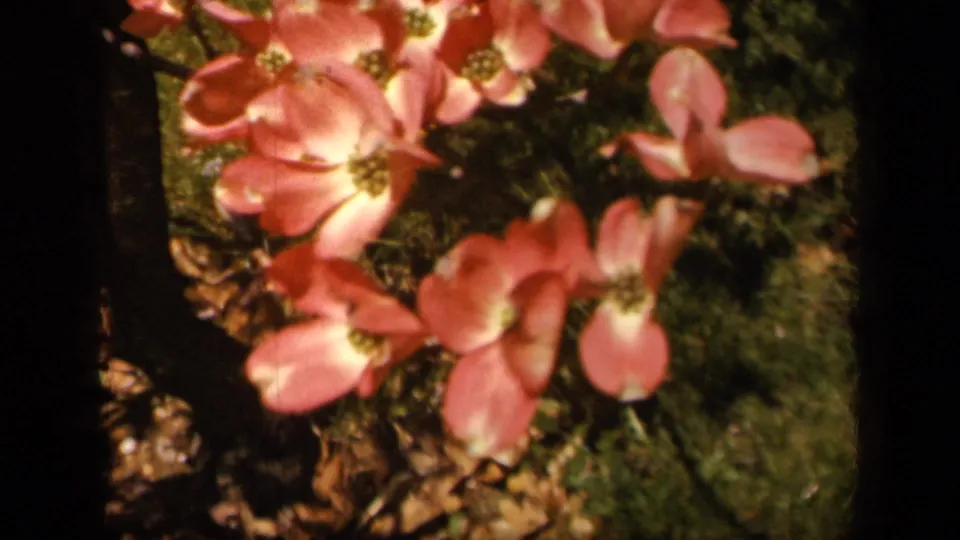 Pink dogwood flowers remain in close-up near the end of the 1943 Skyline Drive home-movie clip.