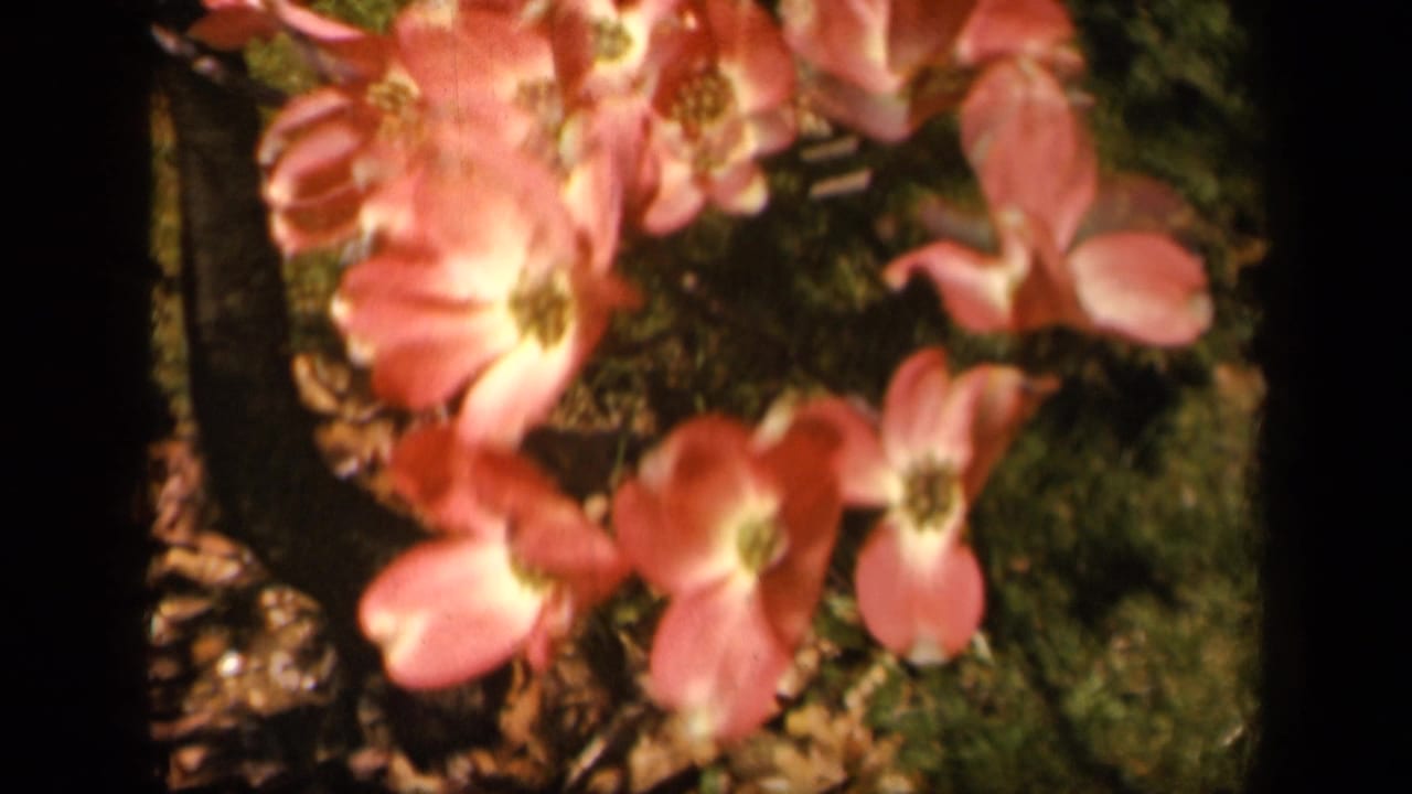 Close view of pink garden blossoms in 1943 8mm footage associated with Skyline Drive, Virginia.