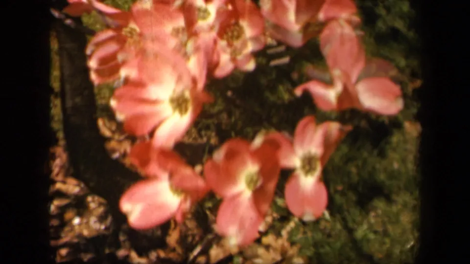 Close view of pink garden blossoms in 1943 8mm footage associated with Skyline Drive, Virginia.