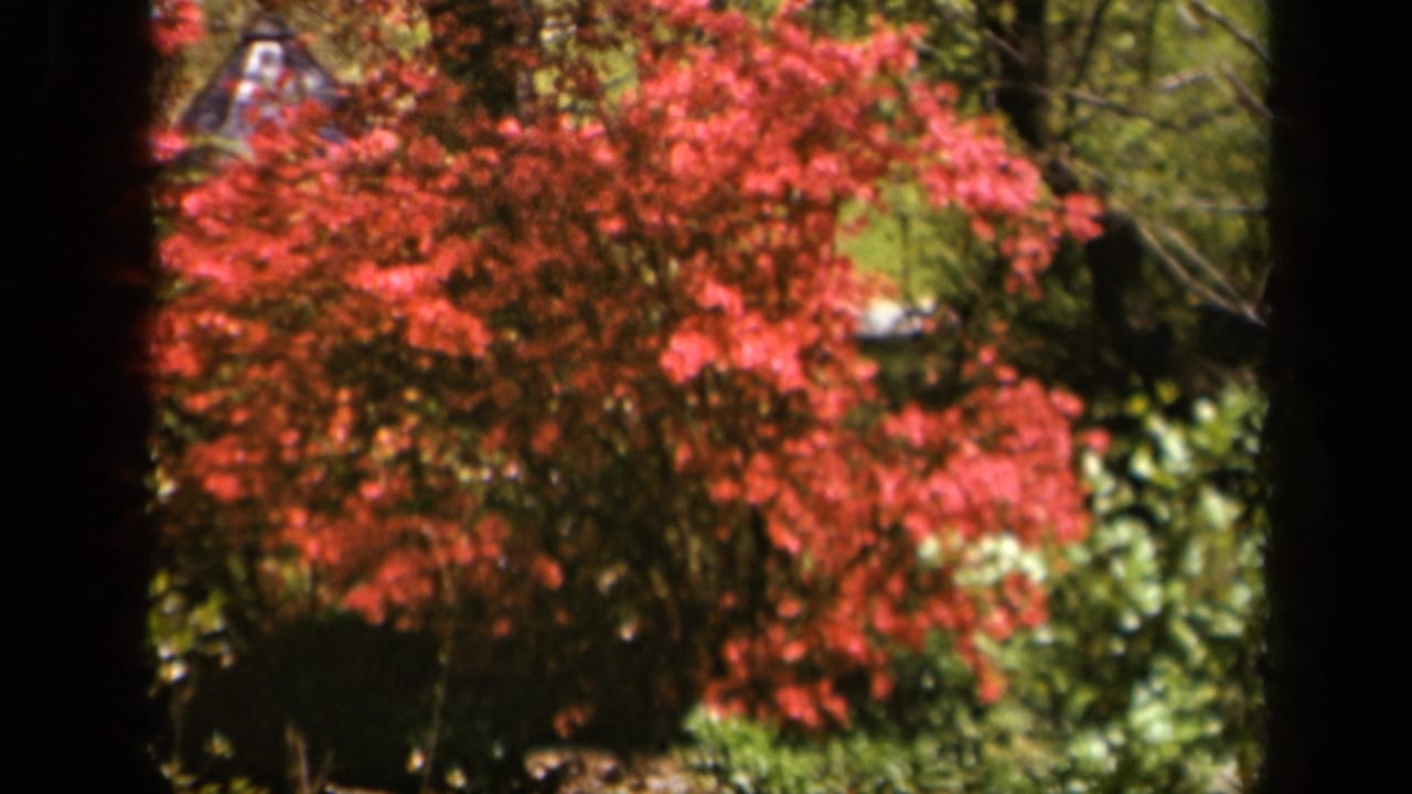 1943 8mm frame from Skyline Drive showing red autumn leaves, greenery, and shaded tree trunks in soft daylight.