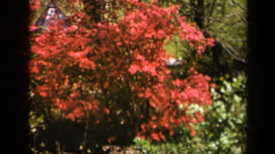 1943 8mm frame from Skyline Drive showing red autumn leaves, greenery, and shaded tree trunks in soft daylight.