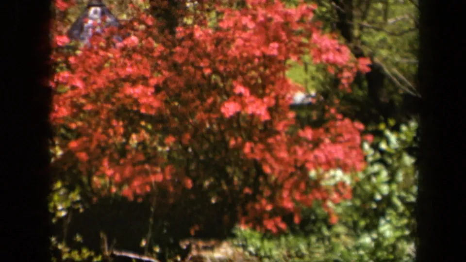 1943 Skyline Drive 8mm frame showing red fall foliage near green shrubs and shaded trunks.