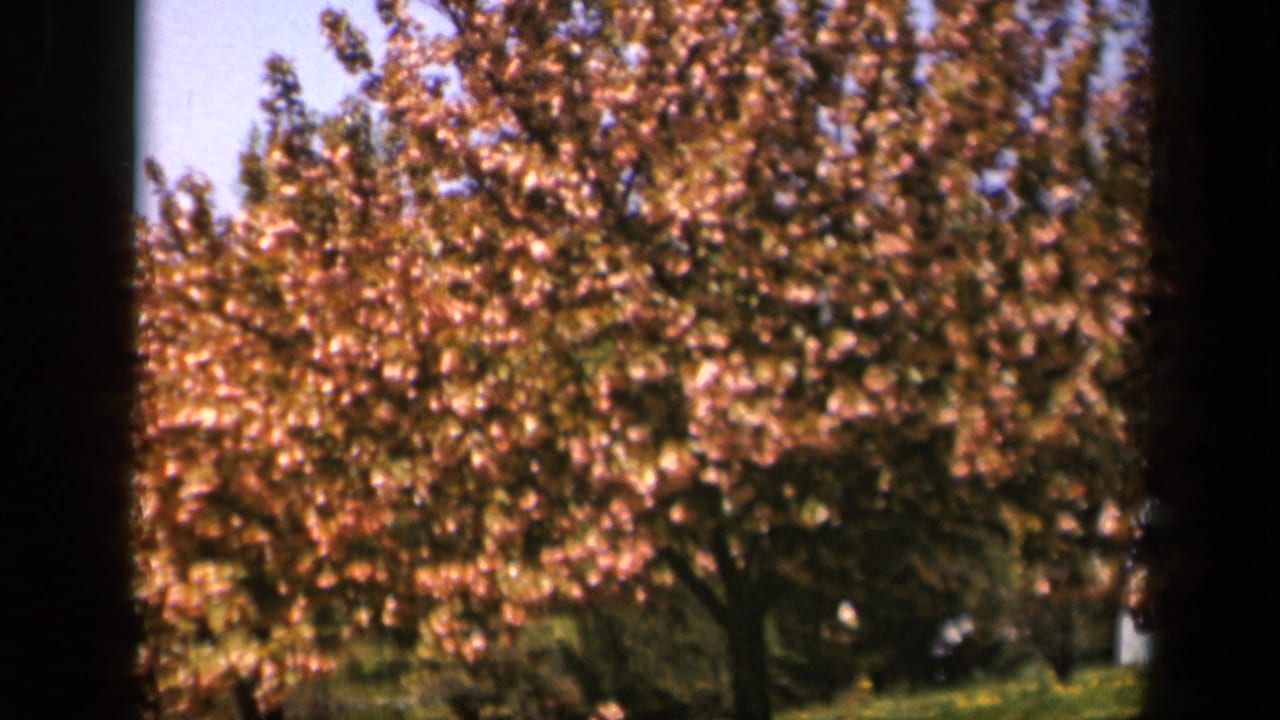 1943 Skyline Drive 8mm frame of a sunlit tree canopy with brown-pink leaves, green background, and dark vertical borders.