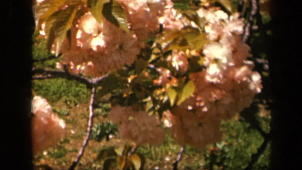 1943 Skyline Drive home-movie close view of pale pink and gold foliage clusters on branches, with green grass behind them.