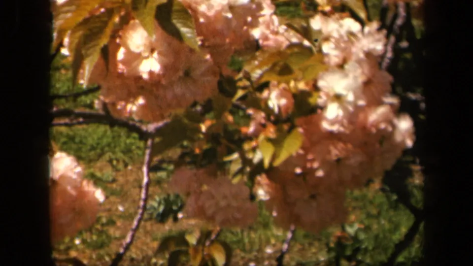 1943 Skyline Drive 8mm frame showing pale pink foliage and green leaves close to the lens, with grass and branches in the background.