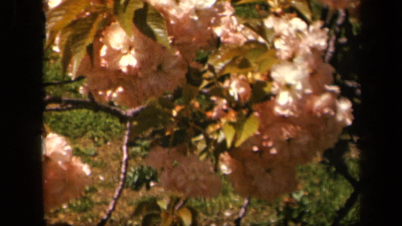 Pink blossoms and green leaves on tree branches with dark 8mm frame borders.
