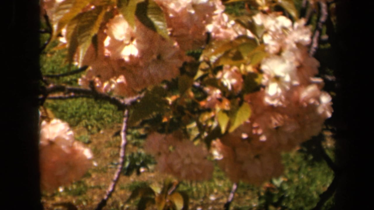 Flowering branches with pink blossoms, green leaves, and grass behind them.
