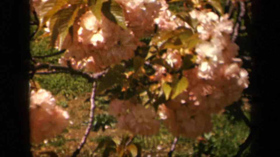 Pink blossom clusters hang from leafy branches in a 1943 8mm Skyline Drive, Virginia home-movie frame.