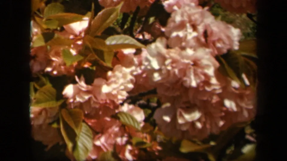 Close-up 8mm frame of dense pink blossoms and green leaves, identified by metadata as Skyline Drive, Virginia in 1943.