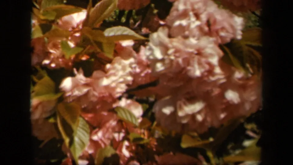 1943 8mm home-movie still of pink blossoms and leaves on a tree branch in the Skyline Drive, Virginia area.