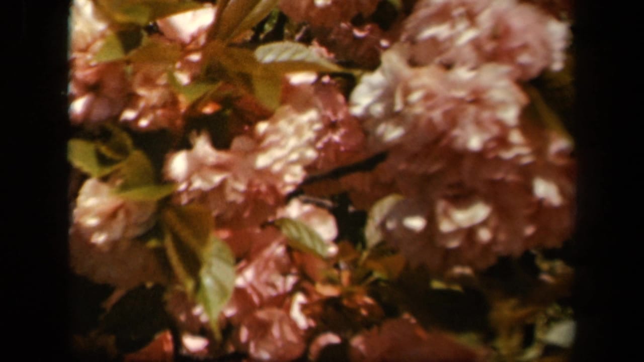 Soft-focus pink blossoms fill the frame in 1943 8mm home-movie footage from the Skyline Drive, Virginia metadata context.