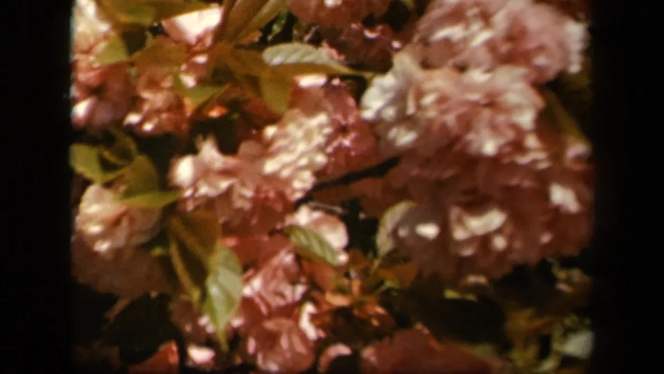 Soft-focus pink blossoms fill the frame in 1943 8mm home-movie footage from the Skyline Drive, Virginia metadata context.