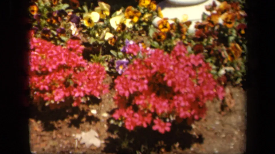 Close 1943 8mm view of pink blossoms and mixed pansies in a garden bed, with soil and blurred planting behind.