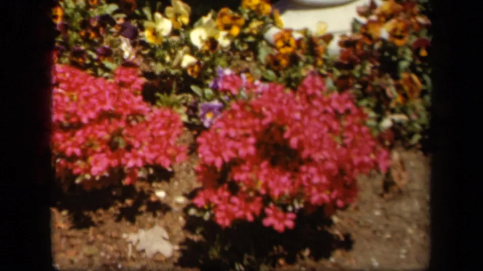 Soft 8mm close-up of a Skyline Drive flowerbed with vivid pink blooms, mixed pansies, foliage, exposed soil, and dark frame edges.