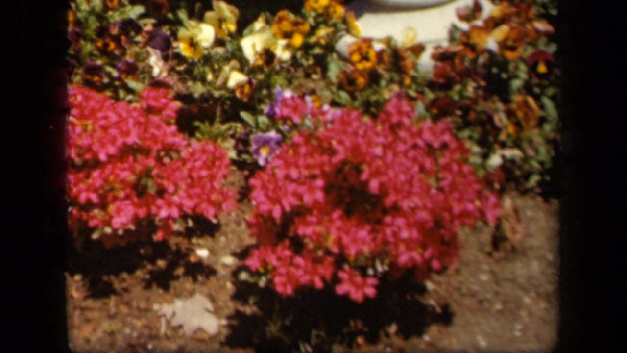 1943 Skyline Drive home-movie frame showing bright pink flowers, mixed blossoms, and dark soil in soft 8mm color.