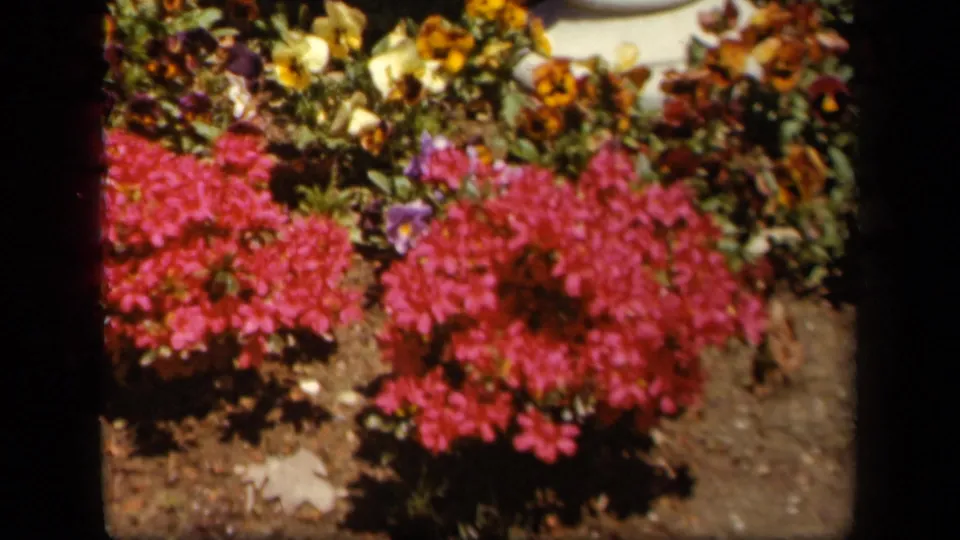 1943 Skyline Drive home-movie frame showing bright pink flowers, mixed blossoms, and dark soil in soft 8mm color.