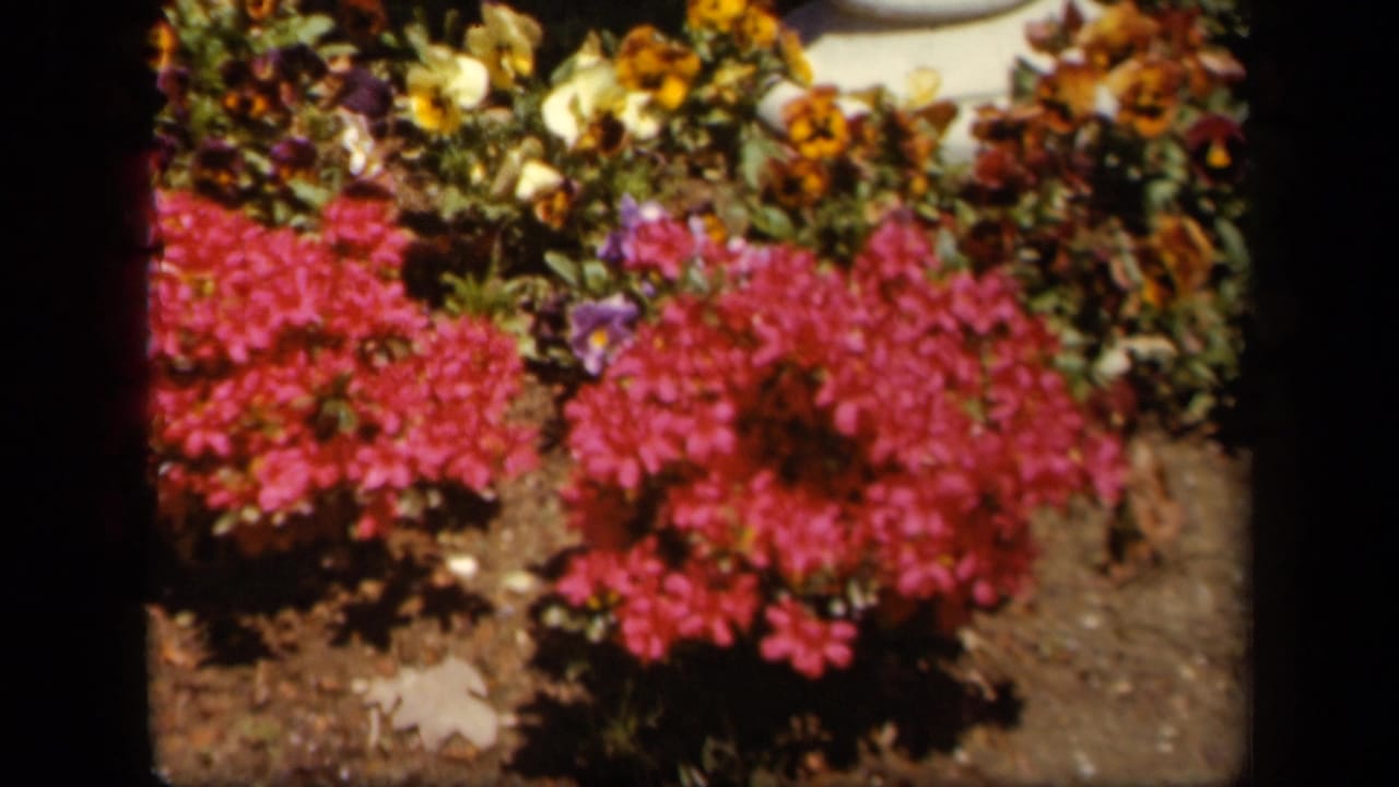 Skyline Drive 8mm frame with saturated pink flowers, yellow blossoms, foliage, and dark garden soil.