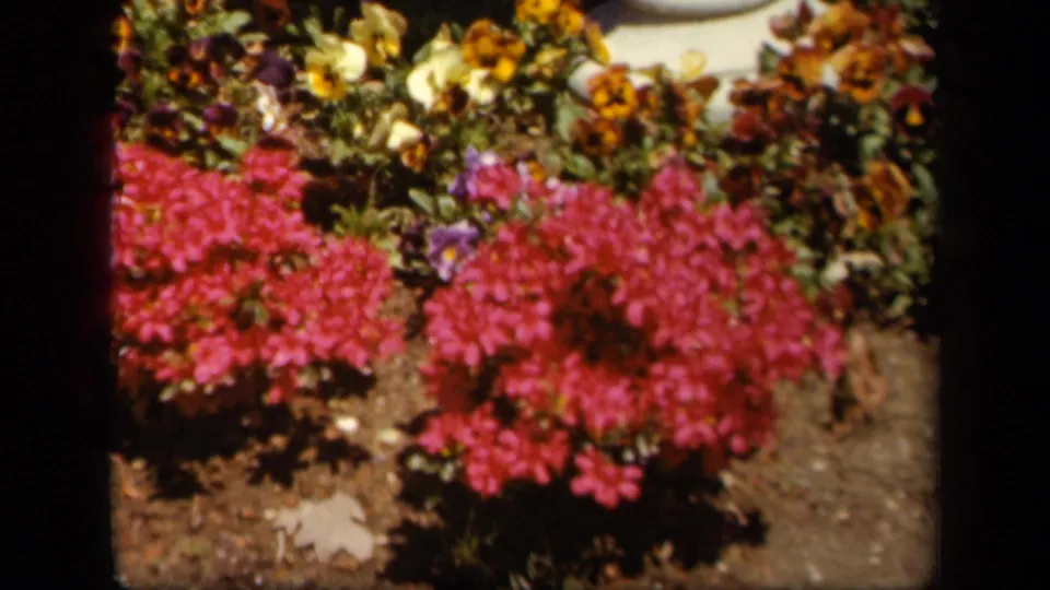 Skyline Drive 8mm frame with saturated pink flowers, yellow blossoms, foliage, and dark garden soil.