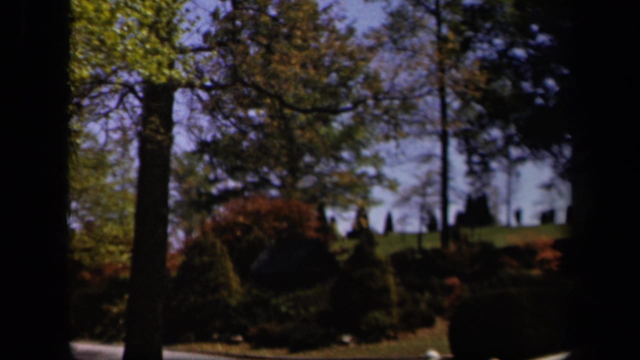 Leafy trees and evergreen shrubs on a sunny hillside, with dark vertical frame edges.