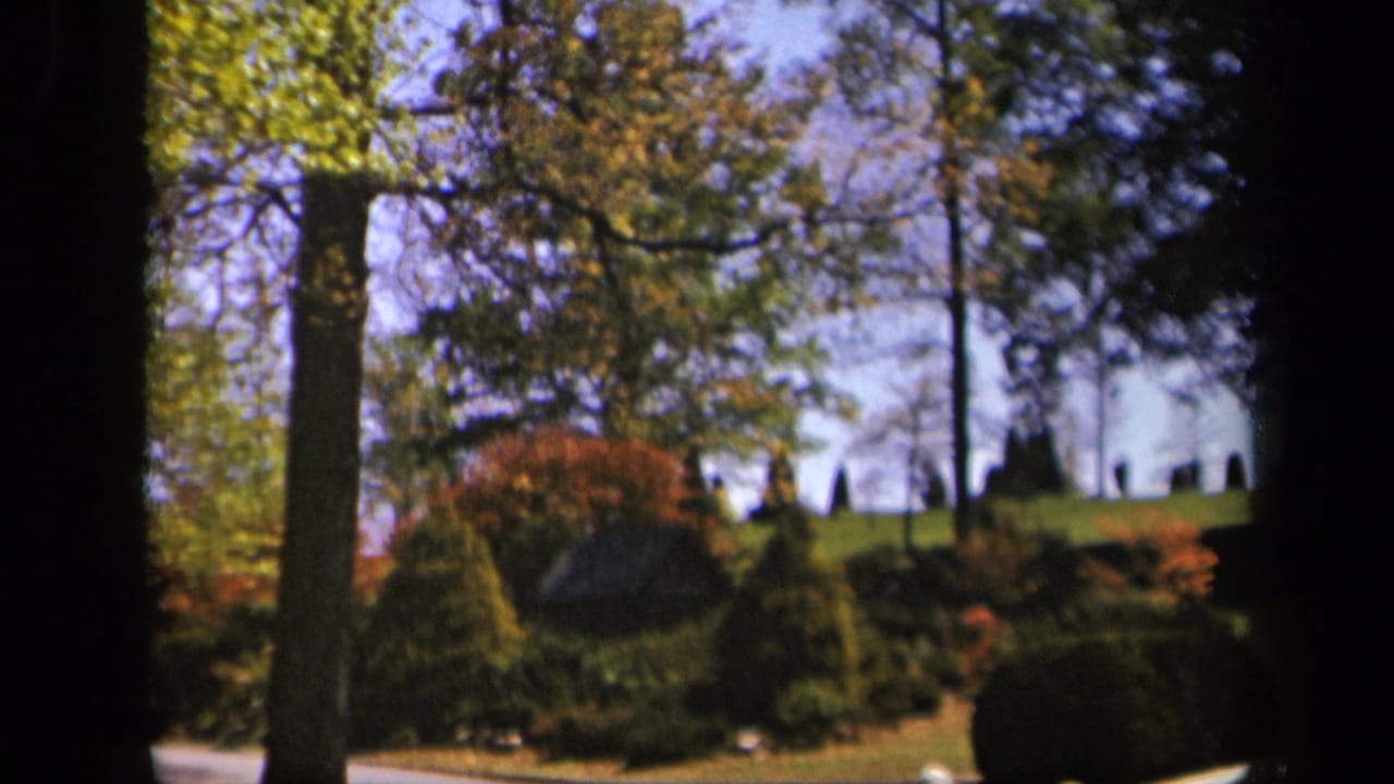 Sunlit trees and shrubs seen through dark foreground framing.