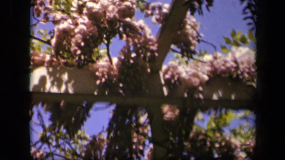 1943 Skyline Drive garden detail with hanging pink and white blossoms, trellis beams, foliage, and blue sky.