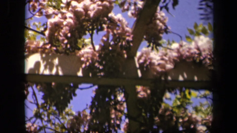 Skyline Drive garden close view of flowering vines, trellis beams, green leaves, and blue sky in soft 8mm color.