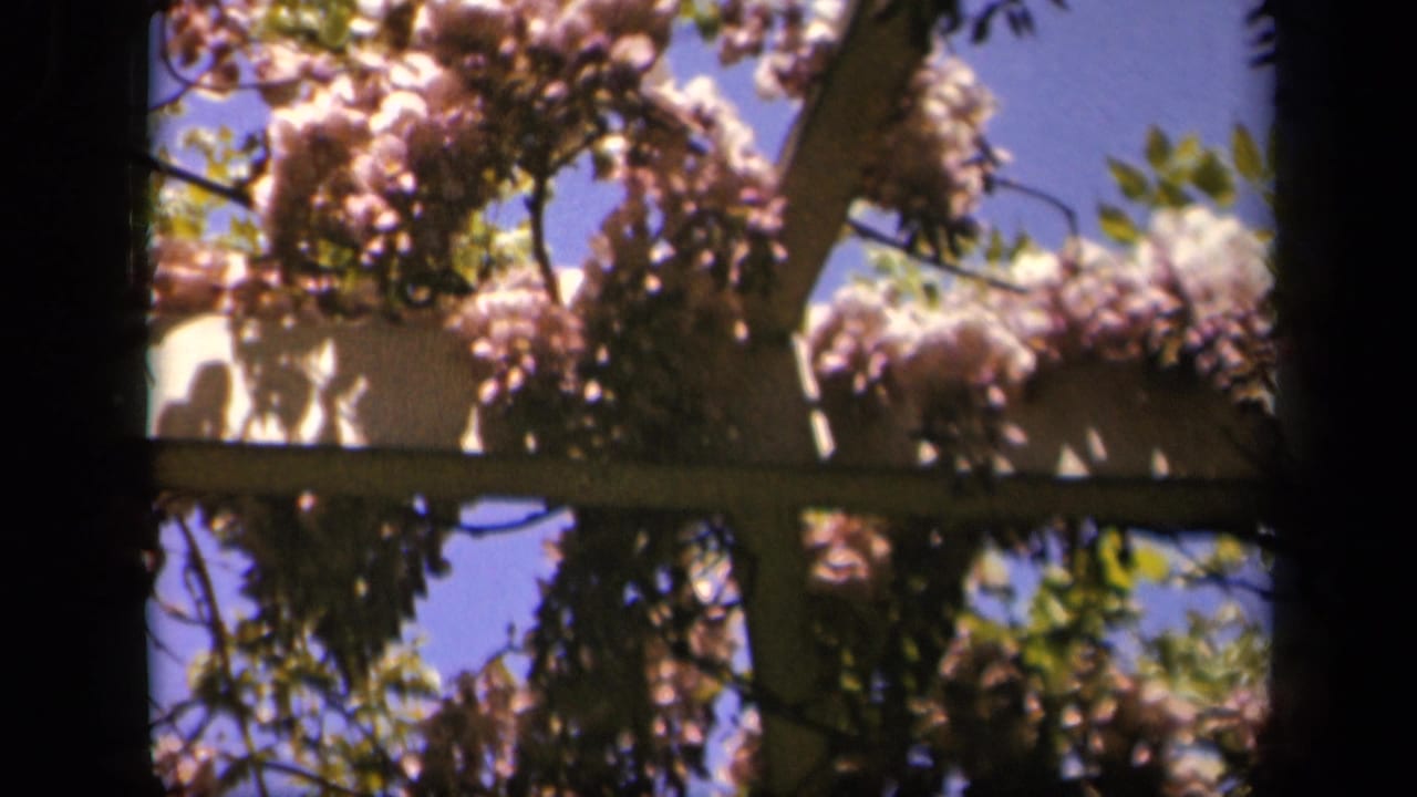 Close 1943 Skyline Drive garden view of pink blossoms draped over a wooden pergola frame against blue sky.
