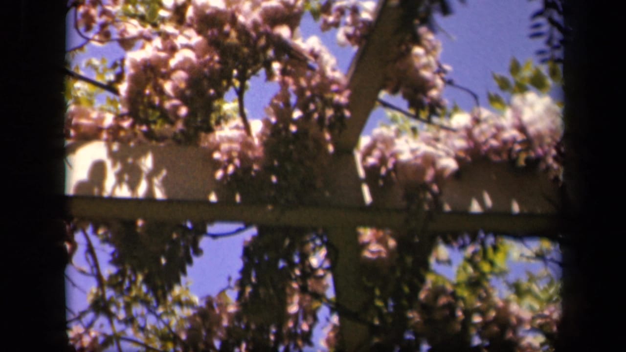 Flowering vines and leaves fill the frame around a wooden pergola rail.