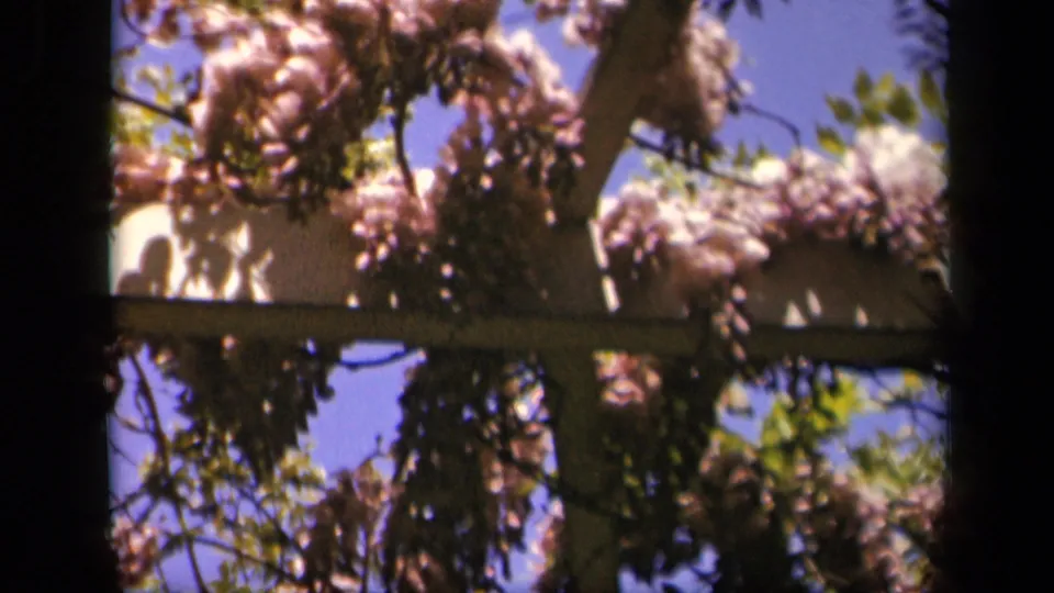 Soft 8mm close-up of blossoms and foliage hanging across a wooden pergola frame in the Skyline Drive garden scene.