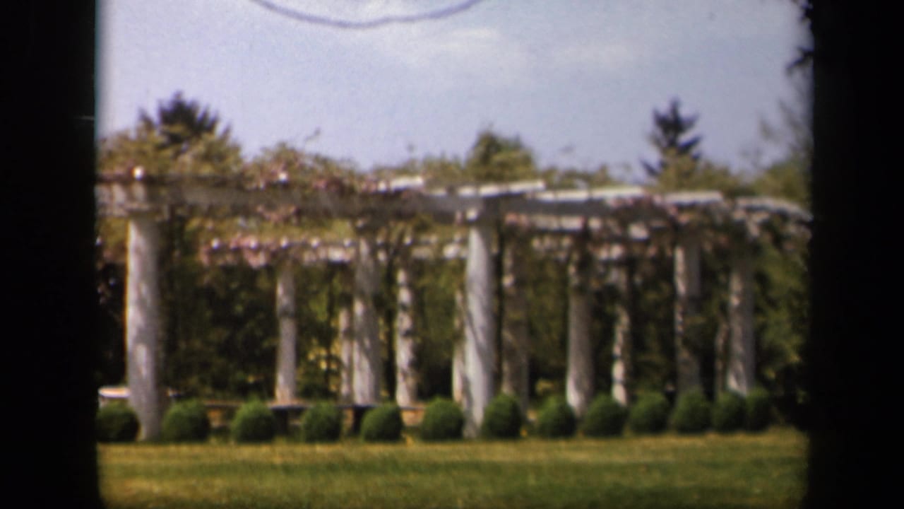 White pergola and hedges seen across a sunny lawn.