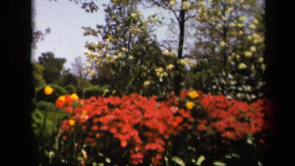1943 Skyline Drive garden frame with a red flower bed, scattered yellow blooms, leafy trees, and bright sky.