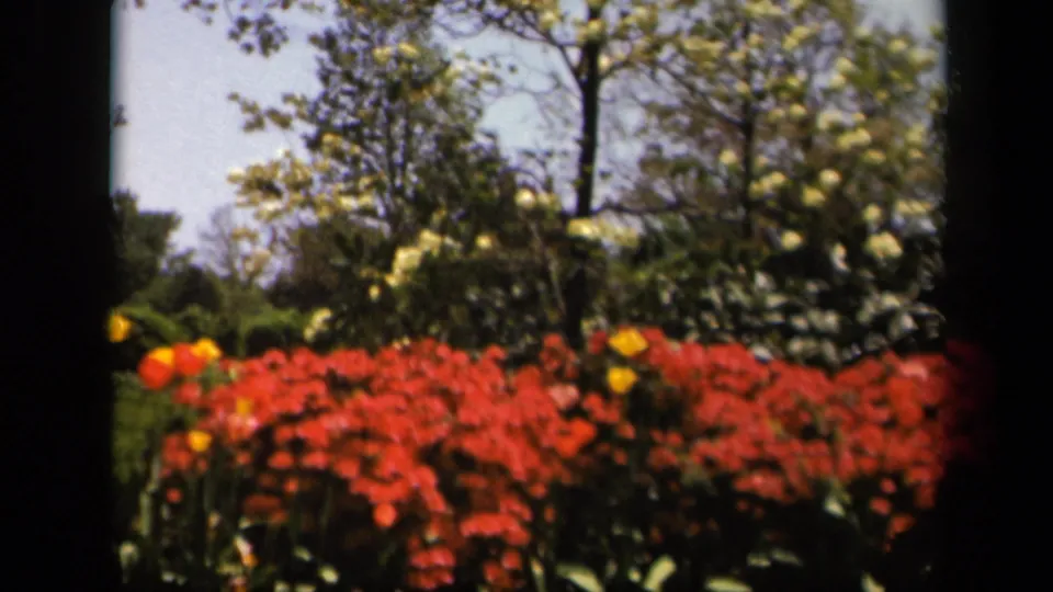A soft 8mm frame shows red flowers, yellow blooms, shrubs, and trees in the Skyline Drive garden setting.