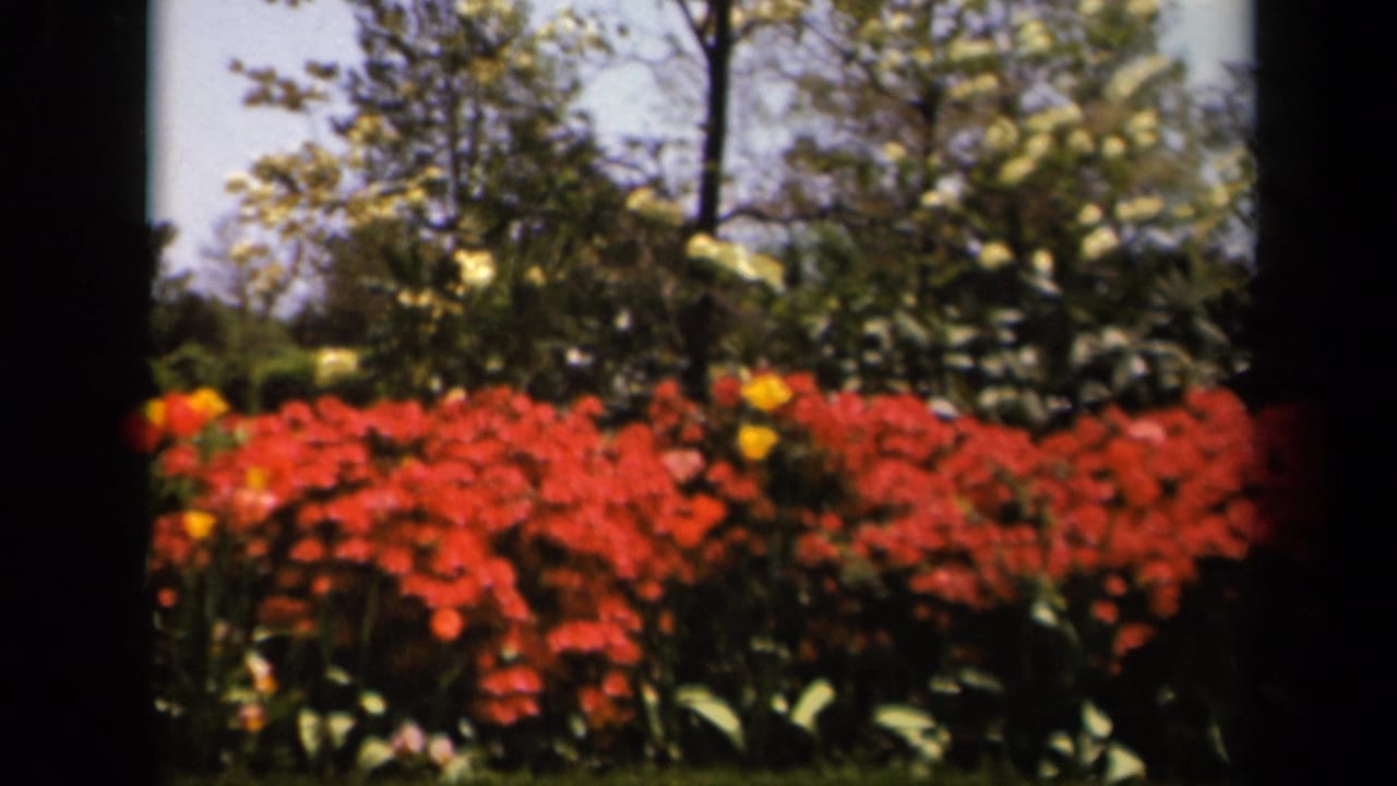 Red flower bed with yellow blooms, shrubs, trees, and dark film borders.