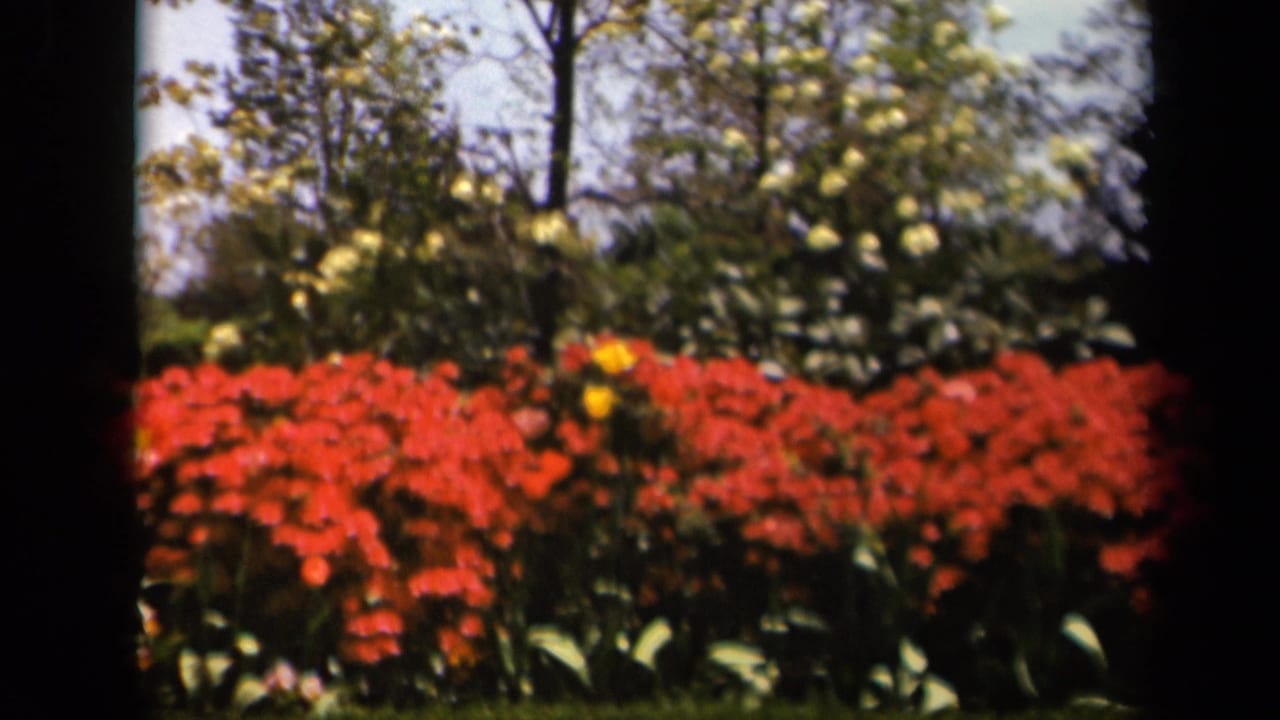 Soft garden view of red flowers, yellow blossoms, shrubs, trees, and sky.