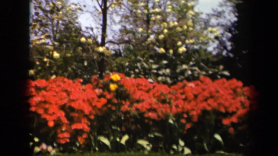 Skyline Drive garden scene from 1943 with dense red flowers, yellow blooms, shrubs, trees, and dark film borders.